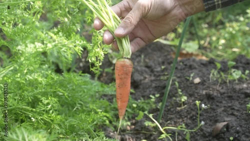 Close-up of a gardener’s hand harvesting a fresh carrot from rich soil in a green vegetable garden, natural outdoor light, sustainable homegrown produce concept.