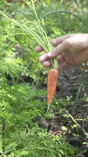 Hand holding freshly pulled carrot in garden bed, leafy green tops and soil visible in natural daylight.