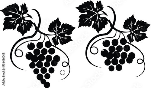 Grape Vine Silhouette with Leaves and Fruit Cluster Vector Illustration, Black Vineyard Plant Design Isolated on White Background
