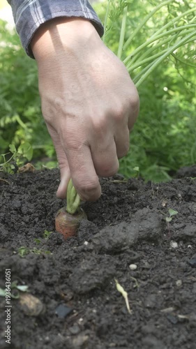 Close-up of a hand pulling a carrot from dark soil in a garden bed, green tops visible, natural outdoor light, sustainable homegrown harvest concept.