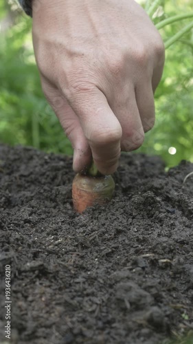 Close-up of a hand pulling a fresh carrot from dark soil in a sunny garden, with green foliage blurred in background; organic harvest and gardening concept.