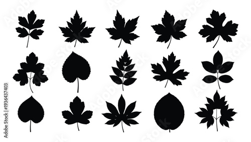 Collection of various leaf silhouettes on a white background