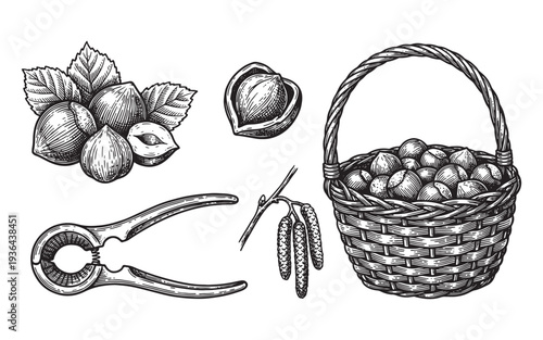 Hazelnuts with leaves, cracked nut and metal nutcracker engraving vector illustration