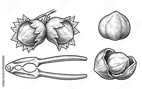Hazelnuts with leaves, cracked nut and metal nutcracker engraving vector illustration