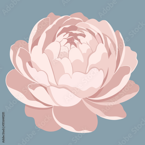 A beautifully rendered illustration of a delicate pink peony blossom, ideal for adding a touch of floral elegance to various design projects and botanical themed creations