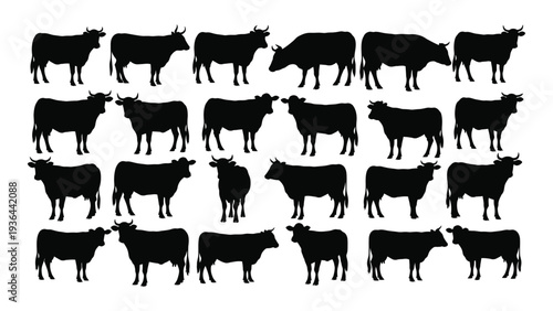 A group of cows standing in rows on a white background