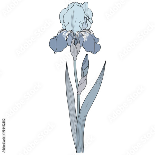 Elegant hand-drawn botanical illustration of a single delicate blue-grey iris flower featuring a graceful bloom and a developing bud on its slender stem, ideal for nature-themed designs