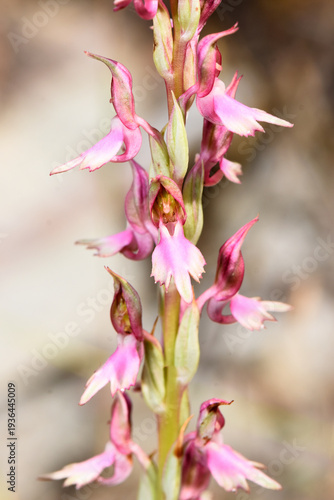 Macro shot of the Holy Orchid (Anacamptis sancta or Orchis sancta) in bloom. Delicate pink and purple flowers on a single stalk, captured in its natural Mediterranean habitat in Northern Cyprus.