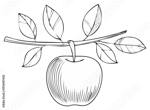 Illustration of an apple hanging from a branch with leaves, black and white line drawing