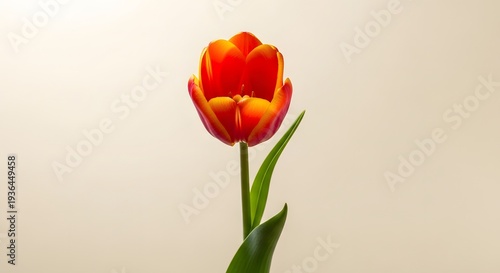 A single vibrant red and orange tulip stands tall against a soft, neutral background.
