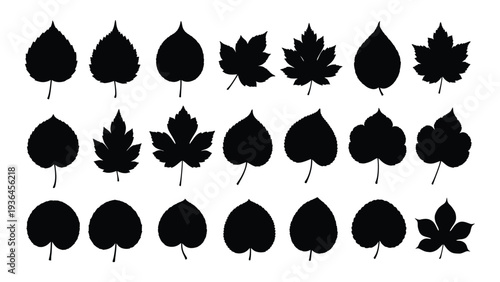 Collection of various leaf silhouettes on a white background