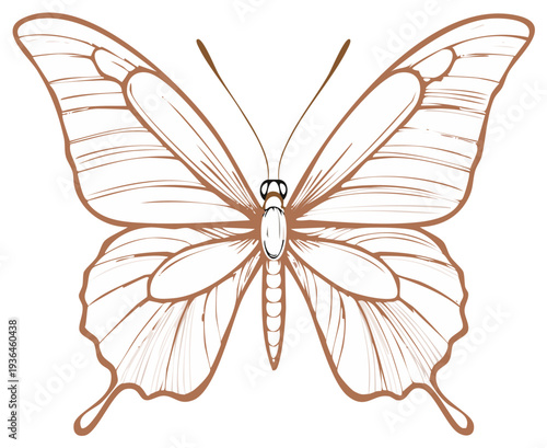 Brown outline illustration of a butterfly with open wings, insect design