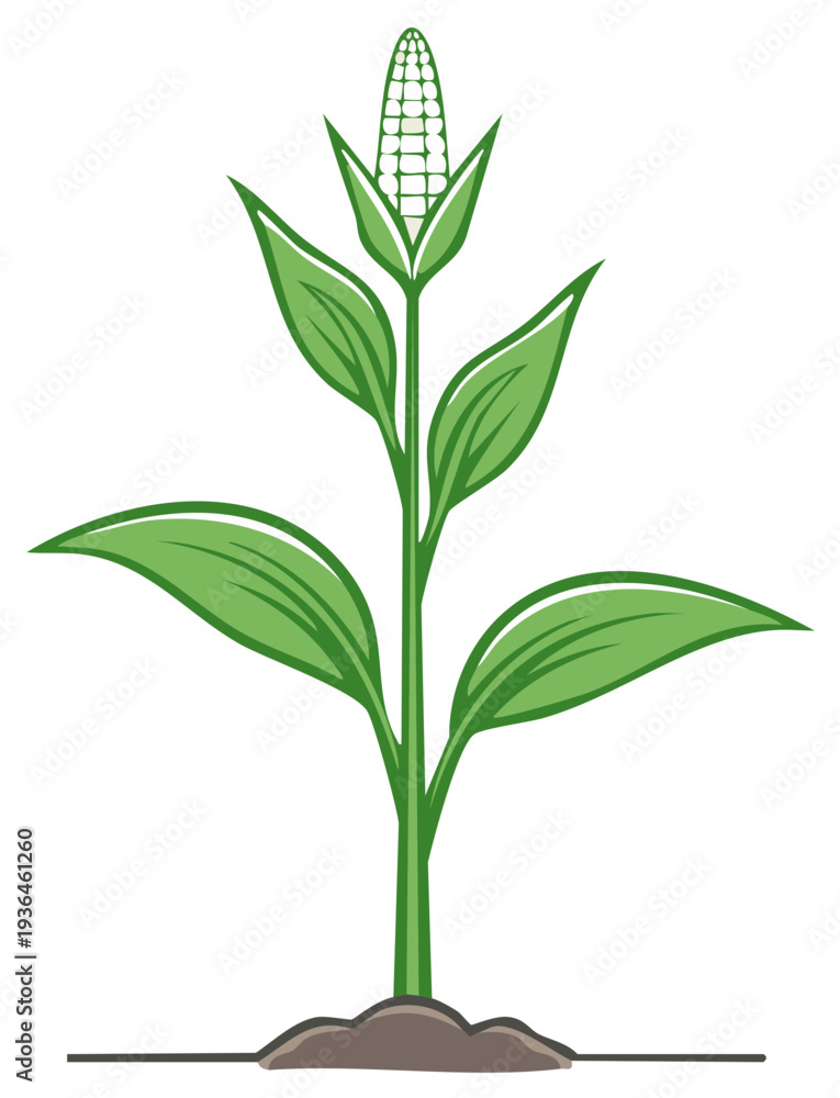 Fototapeta premium Stylized Green Corn Plant Growing From Soil Silhouette Illustration