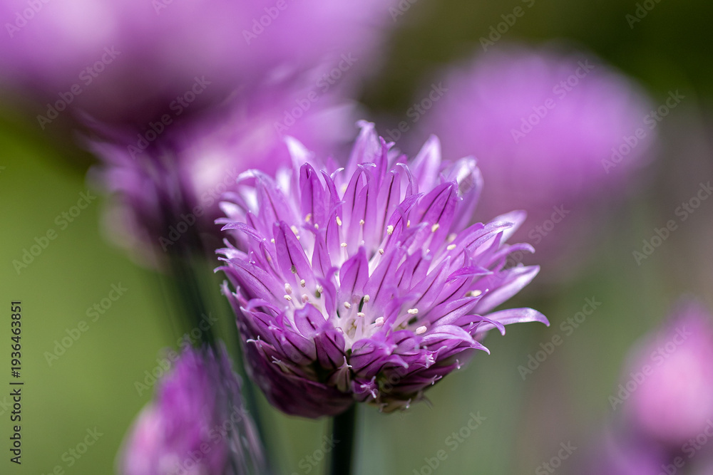 Fototapeta premium Chive blossoms (Allium schoenoprasum) blooming in a vibrant herb garden