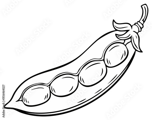 Black and white illustration of an open pea pod with four peas inside ready for harvesting