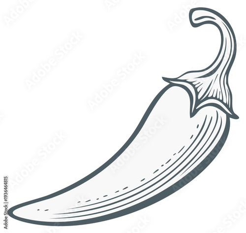 Hand drawn hot chili pepper illustration in a vintage engraved woodcut style