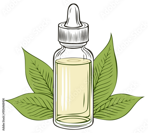 Hand drawn illustration of a glass dropper bottle with essential oil and green leaves for beauty and aromatherapy