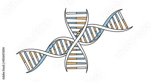 Colorful DNA double helix model with blue and orange base pairs represents the fundamental building blocks of life and genetic research.