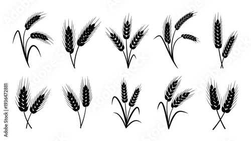 A black and white illustration of various types of wheat
