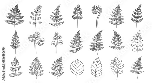 Collection of various fern and leaf illustrations