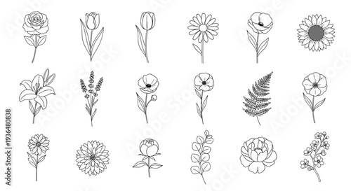 Collection of various handdrawn floral sketches and botanical illustrations