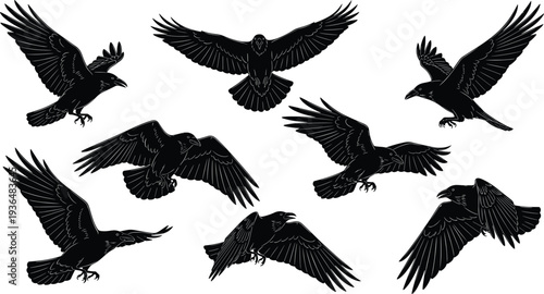 Flying crow silhouettes collection, black raven birds in different flight poses isolated, wildlife bird silhouette set for design