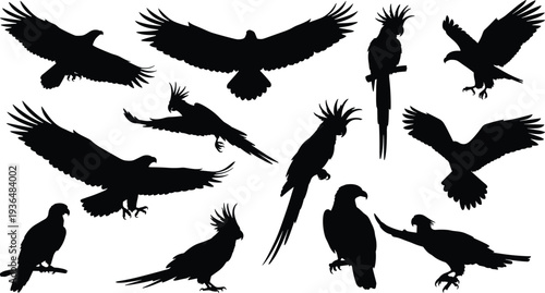 Parrot and eagle bird silhouettes collection, tropical and wild birds flying perched poses isolated wildlife avian illustration set