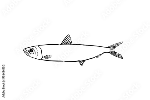 Round herring (Etrumeus micropus) fish line art illustration
