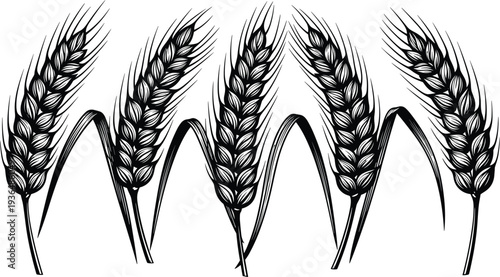 Black and white detailed wheat ears illustration, hand drawn cereal grain stalks isolated, botanical agriculture harvest symbol for organic farming, food packaging, and rural design