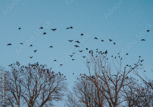 Wallpaper Mural Large group of crows flying to roost together in trees in evening. Torontodigital.ca