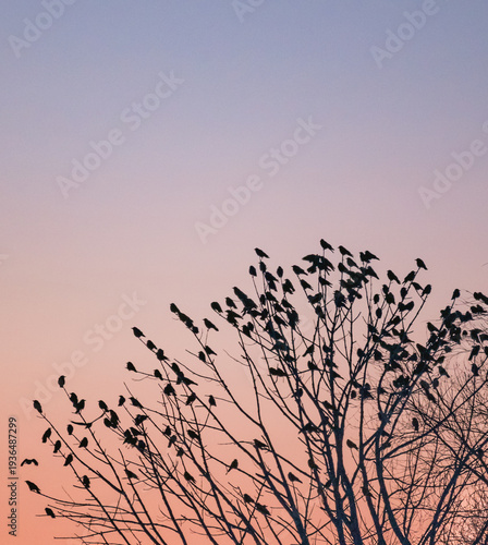 Obraz na płótnie Large group of crows roosting together in trees in evening.