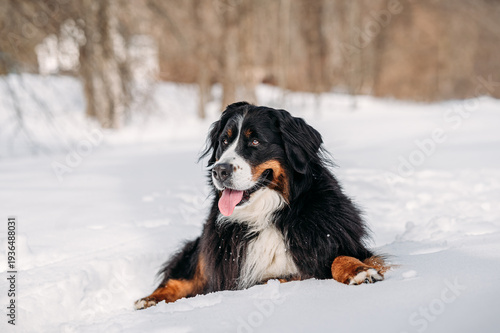 Bilde på lerret Bernese Mountain Dog lying happily in snowy landscape