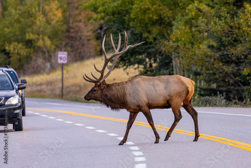 Wallpaper Mural Bull Elk in Jasper National Park. Torontodigital.ca
