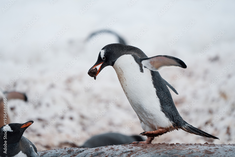 Fototapeta premium Gentoo Penguin Feeding its Fluffy Chick on the Antarctic Snow