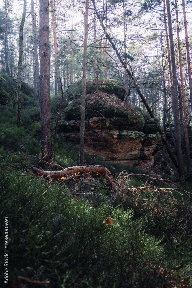 Fototapeta premium old rock formation in forest