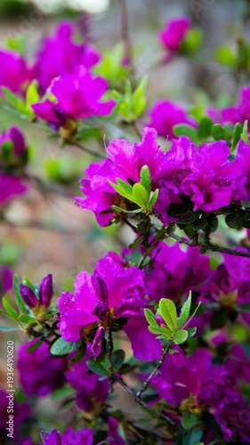 A blooming azalea bush with vibrant magenta flowers, trembling in the wind, rich color saturation, garden setting