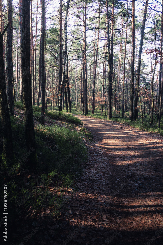 Fototapeta premium path in the woods