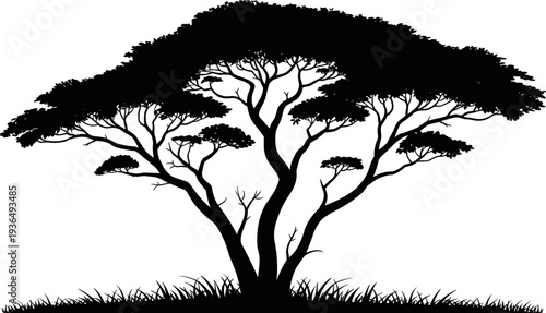Black silhouette of an acacia tree on a white background, African savanna nature landscape, flat vector illustration, eco design elementBlack silhouette of an acacia tree on a white background,