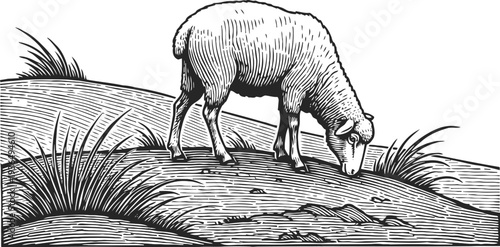 Vintage engraving of a sheep grazing on a grassy hill with detailed line art illustration