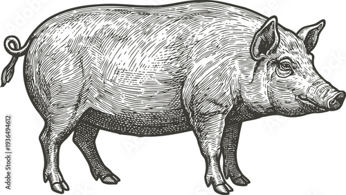 hand drawn pig illustration in vintage engraving for farming and livestock concept