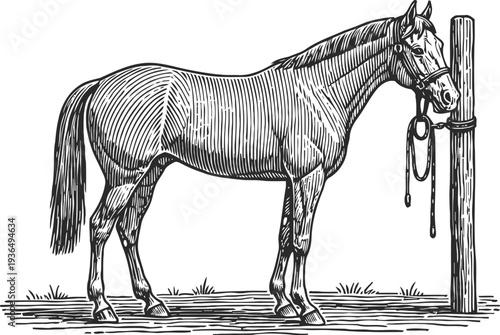 Horse tied to wooden post with bridle and reins in vintage line art illustration