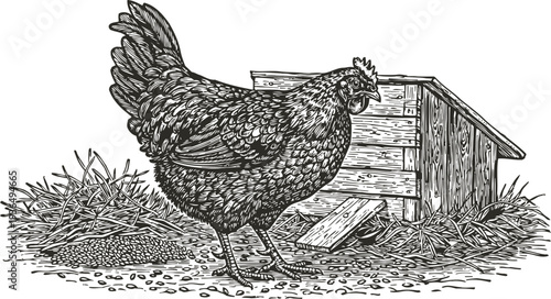 Black hen standing near wooden chicken coop with straw and scattered feed in classic engraving