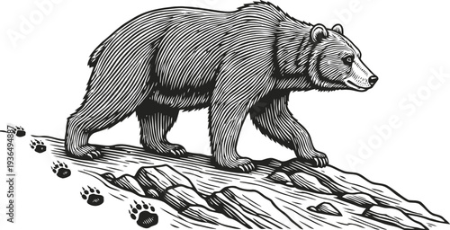 brown bear walking on rocky terrain, animal wildlife with detailed fur and paw prints