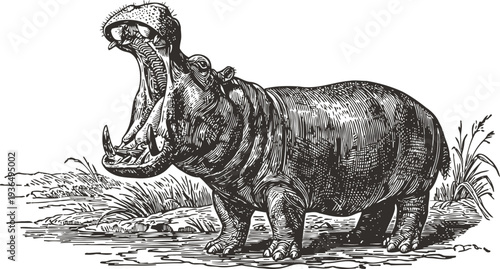 Illustration of a yawning hippopotamus by the riverbank with detailed engraving