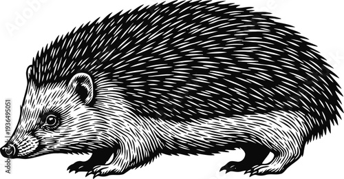 Detailed black and white illustration of a hedgehog walking with spiky fur textured in engraving