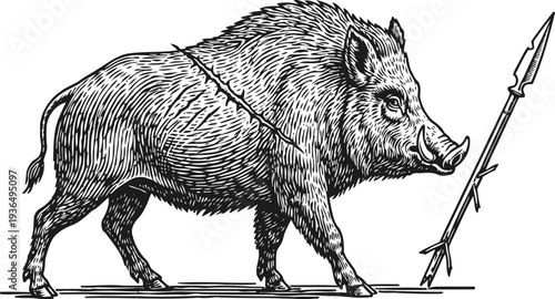 Vintage wild boar illustration hand drawn detailed pig with tusks standing near primitive wooden spear