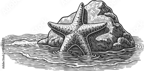 Detailed vintage engraving of starfish on rock in shallow ocean water, marine wildlife illustration
