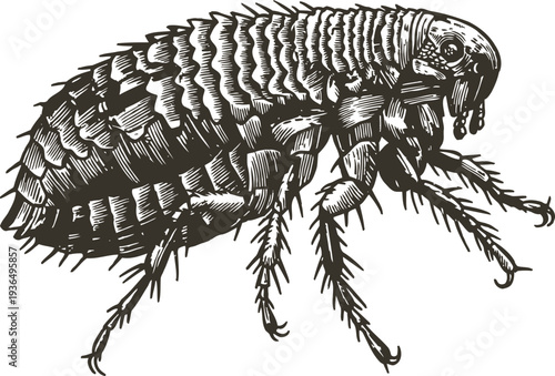 Detailed black and white engraving of a flea insect with textured body and multiple legs illustration