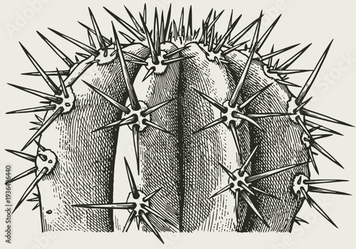 Close up vintage botanical illustration of a cactus with prominent sharp spines
