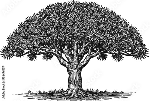 Detailed black and white illustration of a large spreading tree with dense foliage and textured trunk